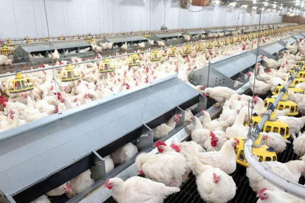The World's Best Import Markets for Poultry