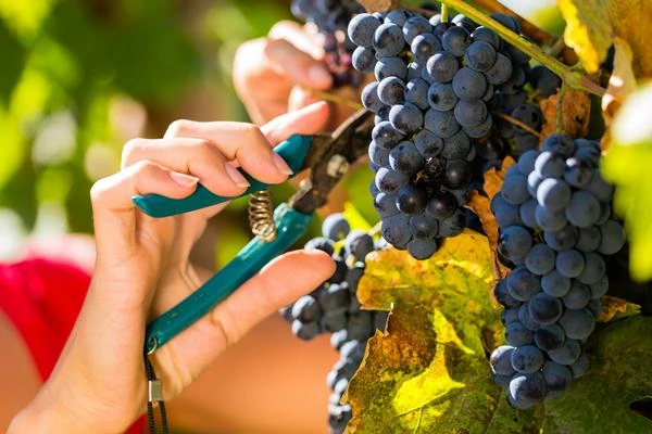 Mexico's Grape Import Revenue Reaches $255M Following Two Months of Continuous Growth in 2023