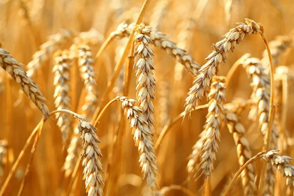 Durum Wheat Price in Spain Falls Sharply to $439 per Ton