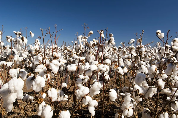 India's Cotton Lint Price Stands at $2,302 per Ton