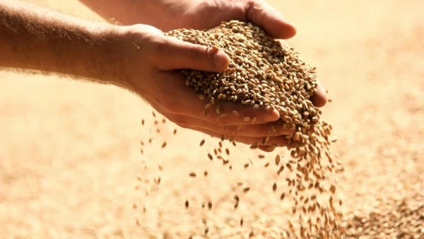 Italy Sees 5% Increase in Animal Feed Prices, Reaching $1,673 per Ton