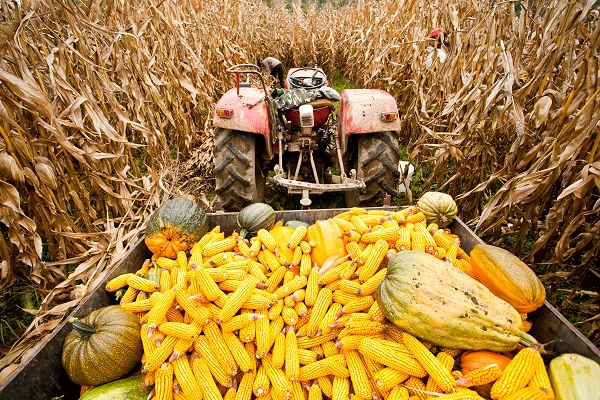 August 2023 Sees Germany's Maize Bran Export Surpassing $6.5M
