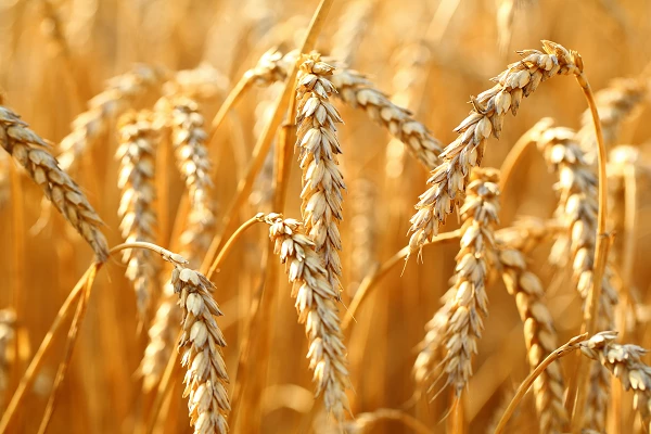 Der Preis für Weizenstärke in Polen sinkt auf 695 US-Dollar pro Tonne